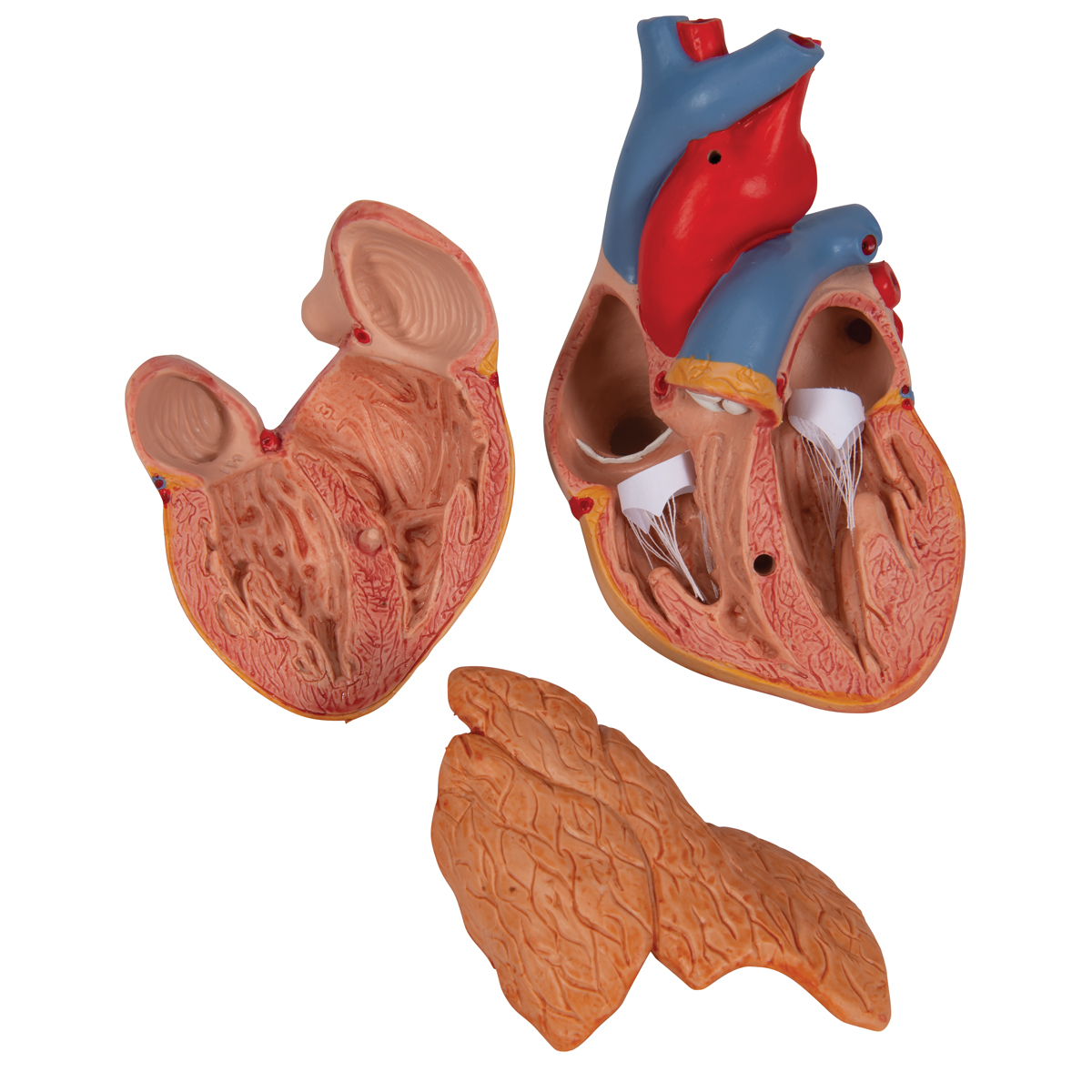 Klassiek hartmodel met thymus