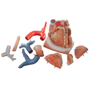 Hart op middenrif 10-delig 3x ware grote