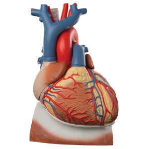 Hart op middenrif 10-delig 3x ware grote