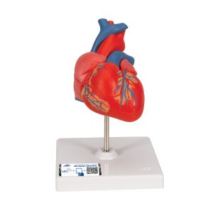 Basis Hart model