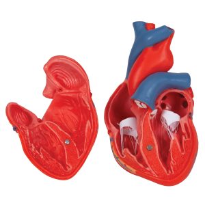 Basis Hart model