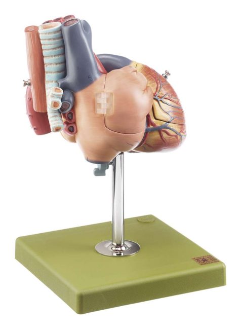Vergroot Hartmodel Met Trachea en Slokdarm (5-delig)