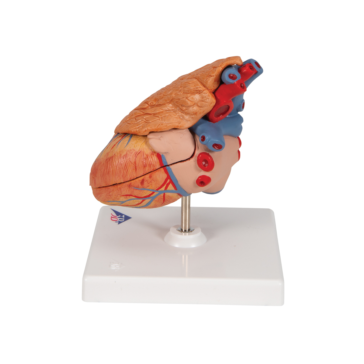 Klassiek hartmodel met thymus