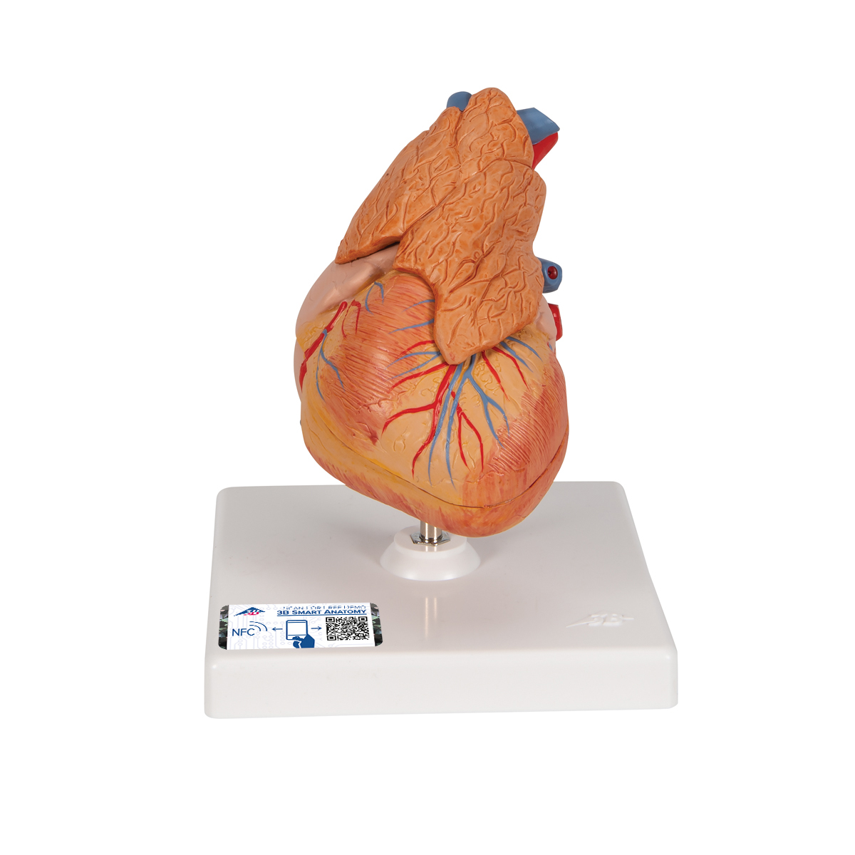 Klassiek hartmodel met thymus