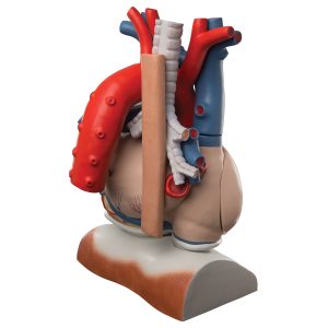 Hart op middenrif 10-delig 3x ware grote