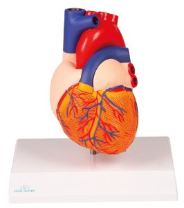 Hartmodel met infokaart