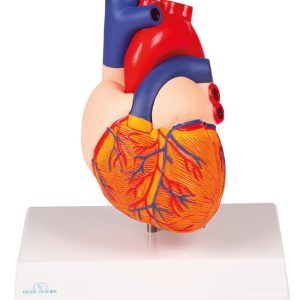 Hartmodel met infokaart
