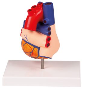 Hartmodel met infokaart