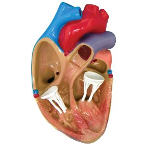 3 mini hart set + infokaart