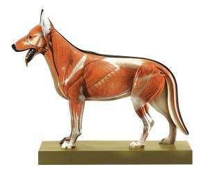 Herdershond Model