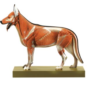 Herdershond Model