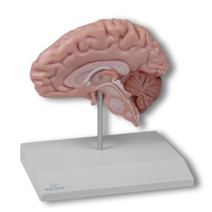 Hersenhelft Model