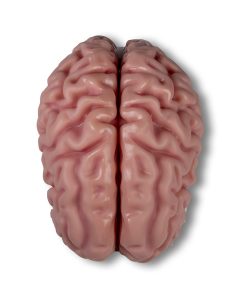 Anatomisch Model Hersenen, 5-delig
