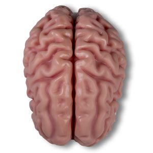 Anatomisch Model Hersenen, 5-delig