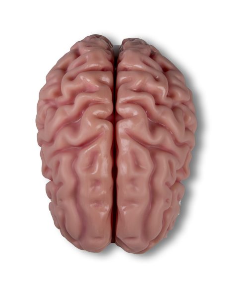 Anatomisch Model Hersenen, 5-delig