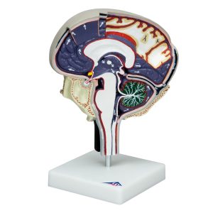 Hersenvochtcirculatie Model