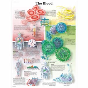 Het Bloed Poster Gelamineerd