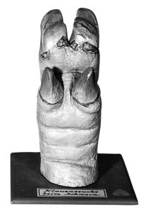 Hoef Model Varken met Ziekte