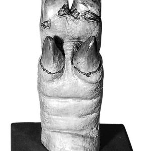 Hoef Model Varken met Ziekte