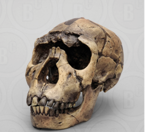 Homo Ergaster Schedel