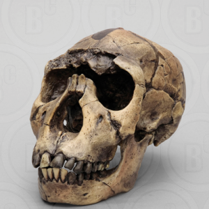 Homo Ergaster Schedel