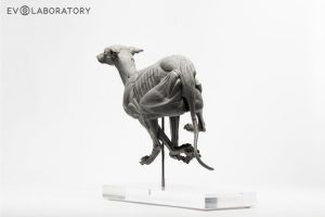 Anatomisch Model Hond Deluxe