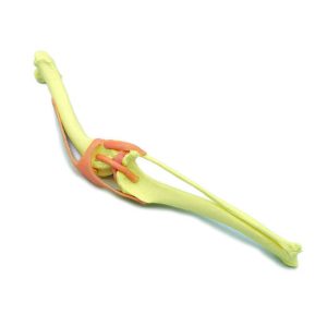 Hond Kniegewricht Model