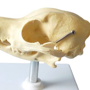 Mini Schedel Hond