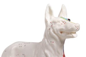 Acupunctuur Model Hond