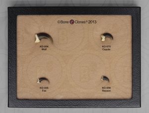 Hondachtigen Klauwen Set (4 stuks)