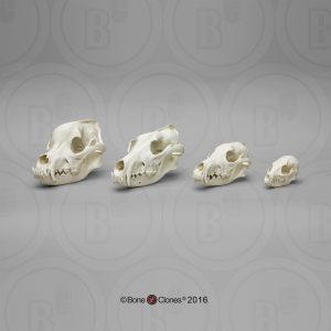Hondachtigen Schedel Set (4 stuks)