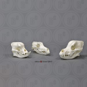 Schedel Hond Set