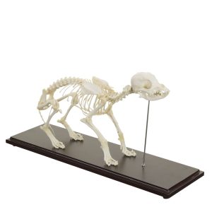 Honden Skelet Model