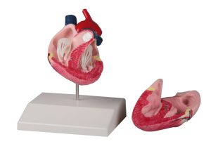 Anatomisch Model Hondenhart