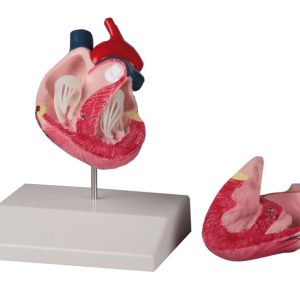 Anatomisch Model Hondenhart