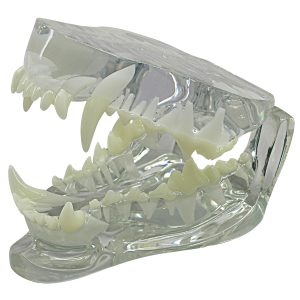 Kaak hond, transparant model