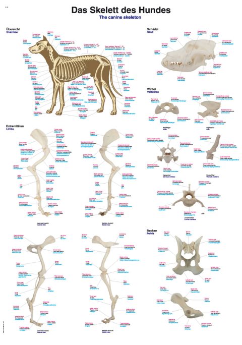 Anatomie Poster Hond Skelet, 70 x 100 cm, Kunststof