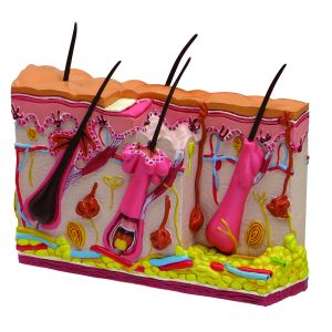 Huidacne Model, Dubbelzijdig