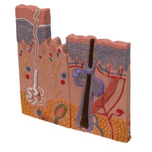 Huid, haar & nagel model
