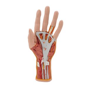 Interne anatomie van de hand