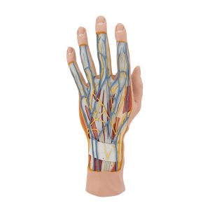 Interne anatomie van de hand