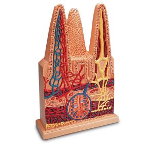 Intestinal villi, 100x life-size