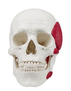 Schedelmodel met Kauwspieren