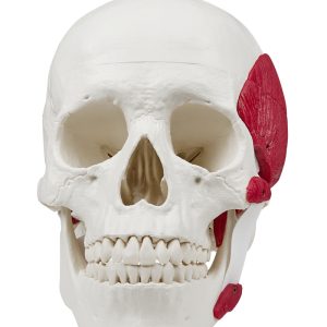 Schedelmodel met Kauwspieren