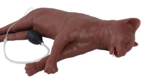 Reanimatie Trainer Kat