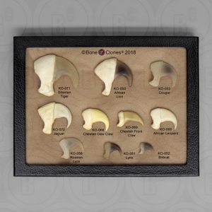 Katachtigen Klauwen Set (10 stuks)