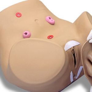Katheterisatie- en Stoma Trainingsmodel (Man en Vrouw)