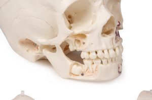 Anatomie Model Schedel Kind Deluxe, 14-delig