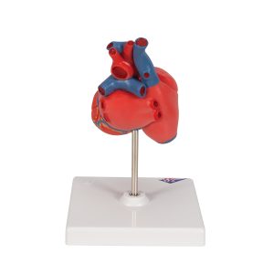 Basis Hart model