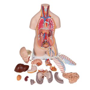 Classic unisex torso, 16-delig rompmodel